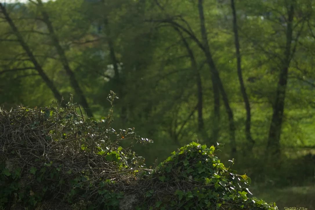 image_gallery
